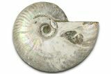 Silver Iridescent Ammonite (Cleoniceras) Fossil - Madagascar #328371-1